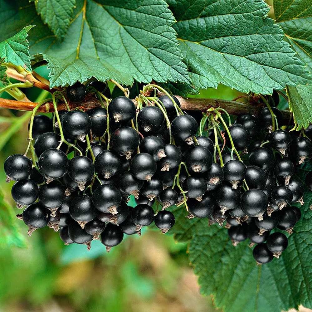 Coacaz negru Titania (Ribes), cu fructe negre dulci-acrisoare