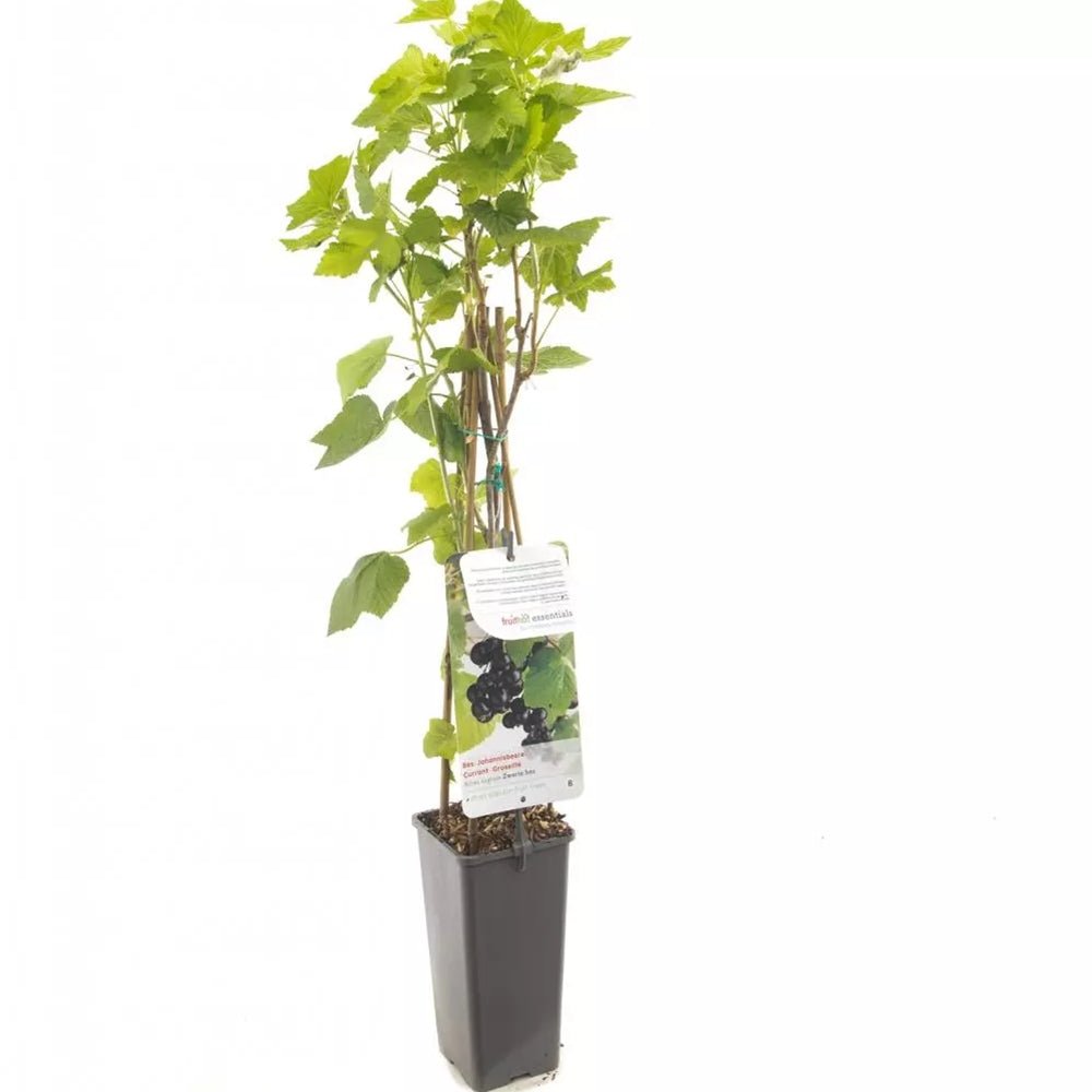 Coacaz negru Titania (Ribes), cu fructe negre dulci-acrisoare