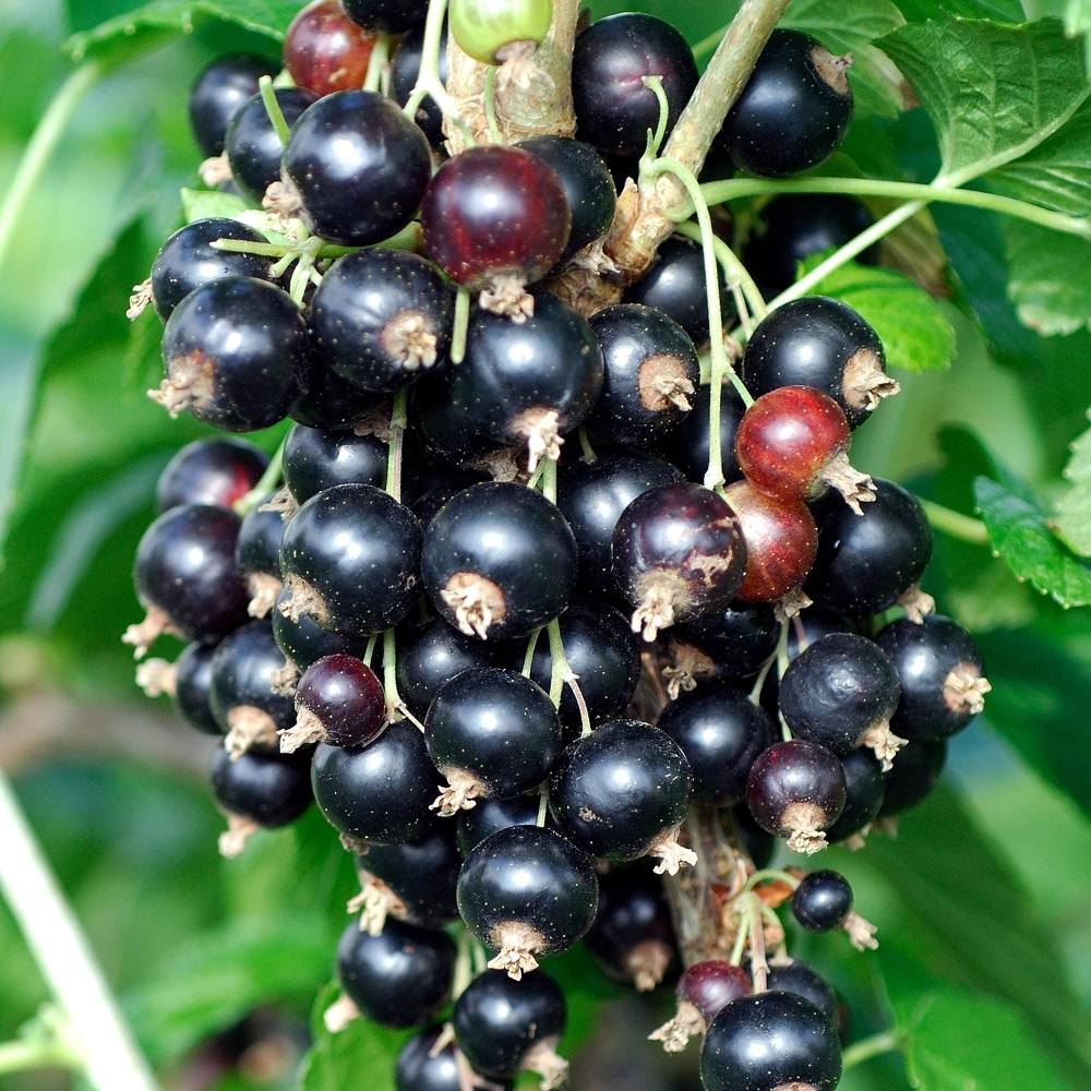 Coacaz negru Titania (Ribes), cu fructe negre dulci-acrisoare