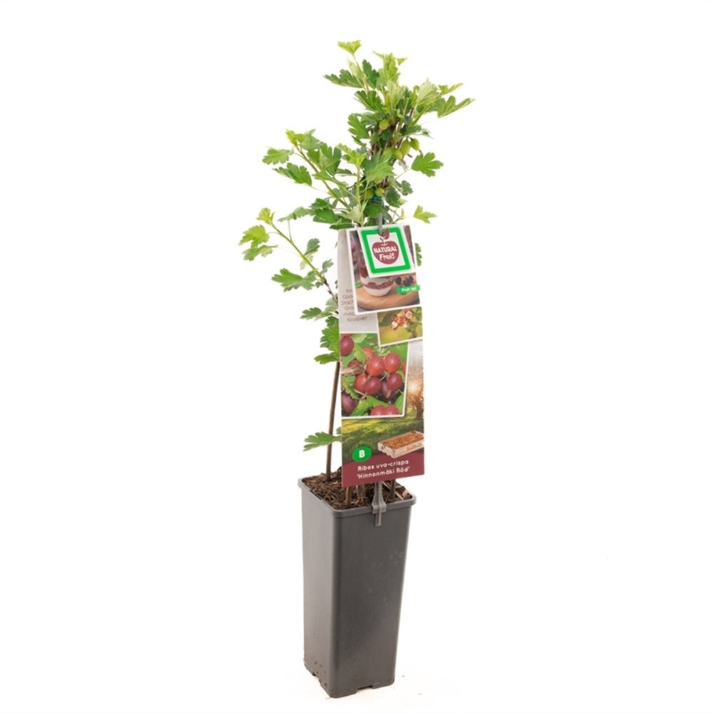 Coacaz Rosu Hinnonmaki (Ribes Rubrum), cu fructe dulci-acrisoare rosii-maro