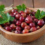 Coacaz Rosu Hinnonmaki (Ribes Rubrum), cu fructe dulci-acrisoare rosii-maro - VERDENA-130-150 cm inaltime, livrat in ghiveci de 3 l