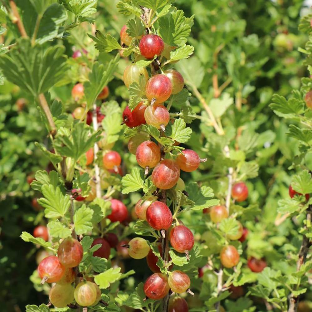 Coacaz Rosu Hinnonmaki (Ribes Rubrum), cu fructe dulci-acrisoare rosii-maro