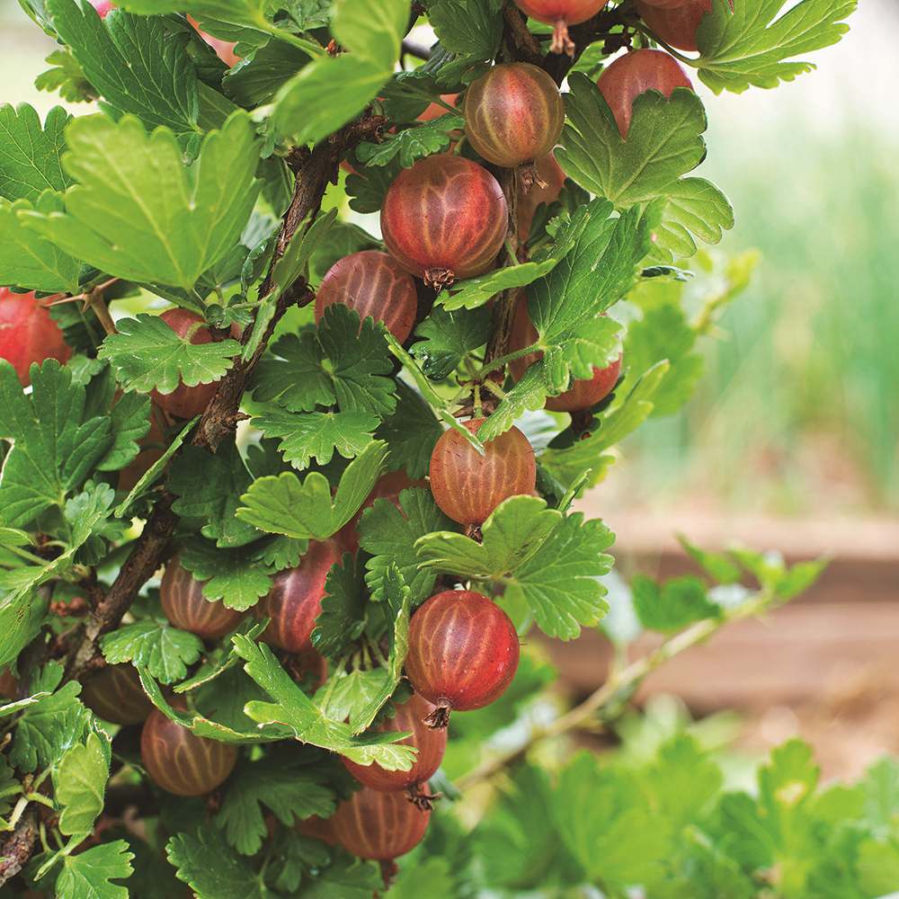 Coacaz Rosu Hinnonmaki (Ribes Rubrum), cu fructe dulci-acrisoare rosii-maro