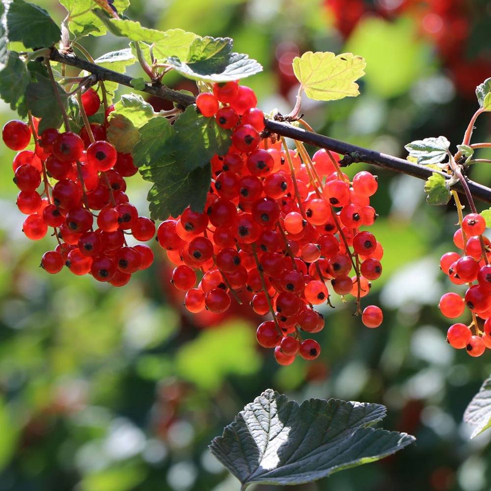 Coacaz Rosu Jonkheer Van Tets (Ribes Rubrum), cu fructe dulci-acrisoare rosii