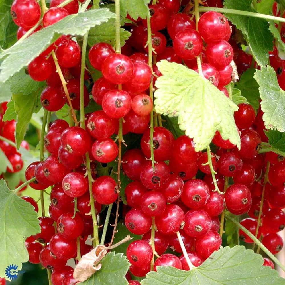 Coacaz Rosu Jonkheer Van Tets (Ribes Rubrum), cu fructe dulci-acrisoare rosii