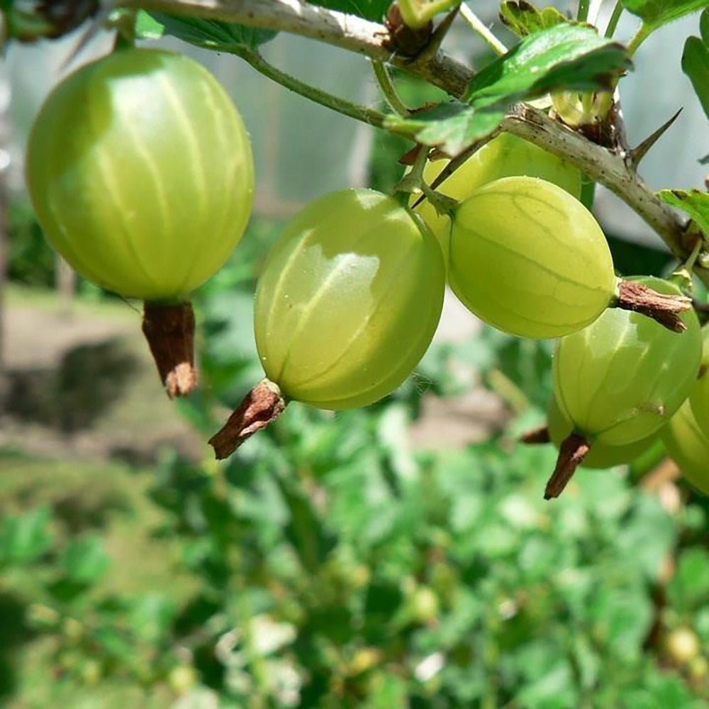 Coacaz Verde Hinnonmaki (Ribes Uca Crispa), cu fructe dulci-acrisoare verzi - VERDENA-130-150 cm inaltime, livrat in ghiveci de 3 l