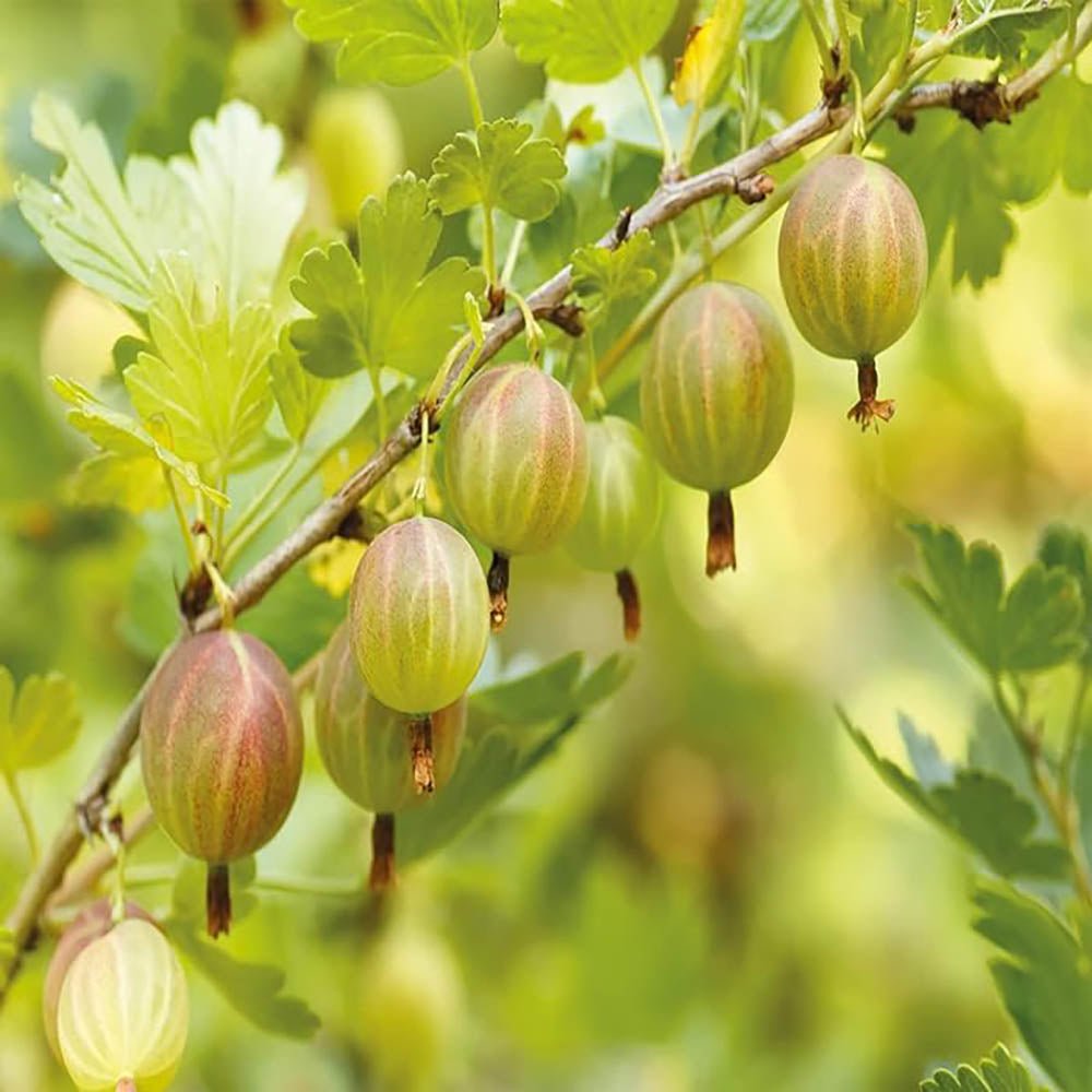 Coacaz Verde Hinnonmaki (Ribes Uca Crispa), cu fructe dulci-acrisoare verzi