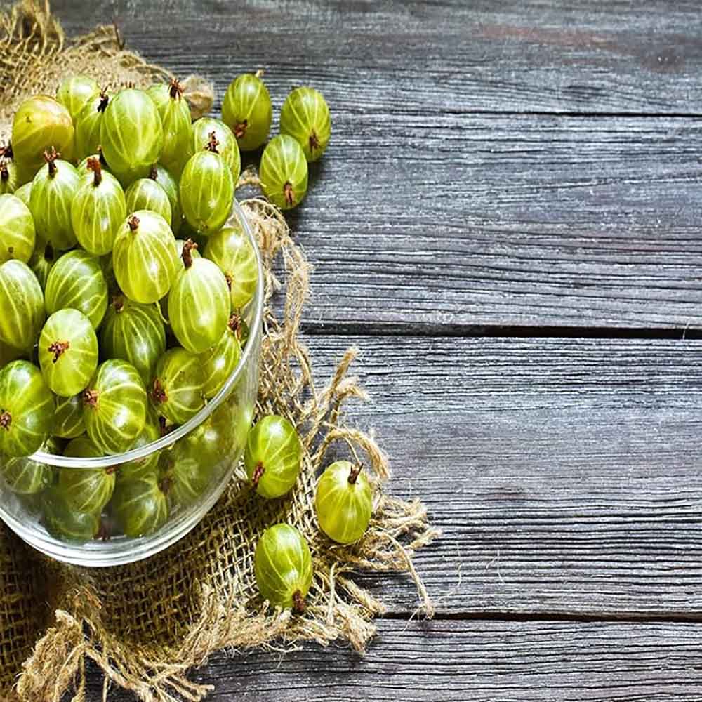 Coacaz Verde Hinnonmaki (Ribes Uca Crispa), cu fructe dulci-acrisoare verzi