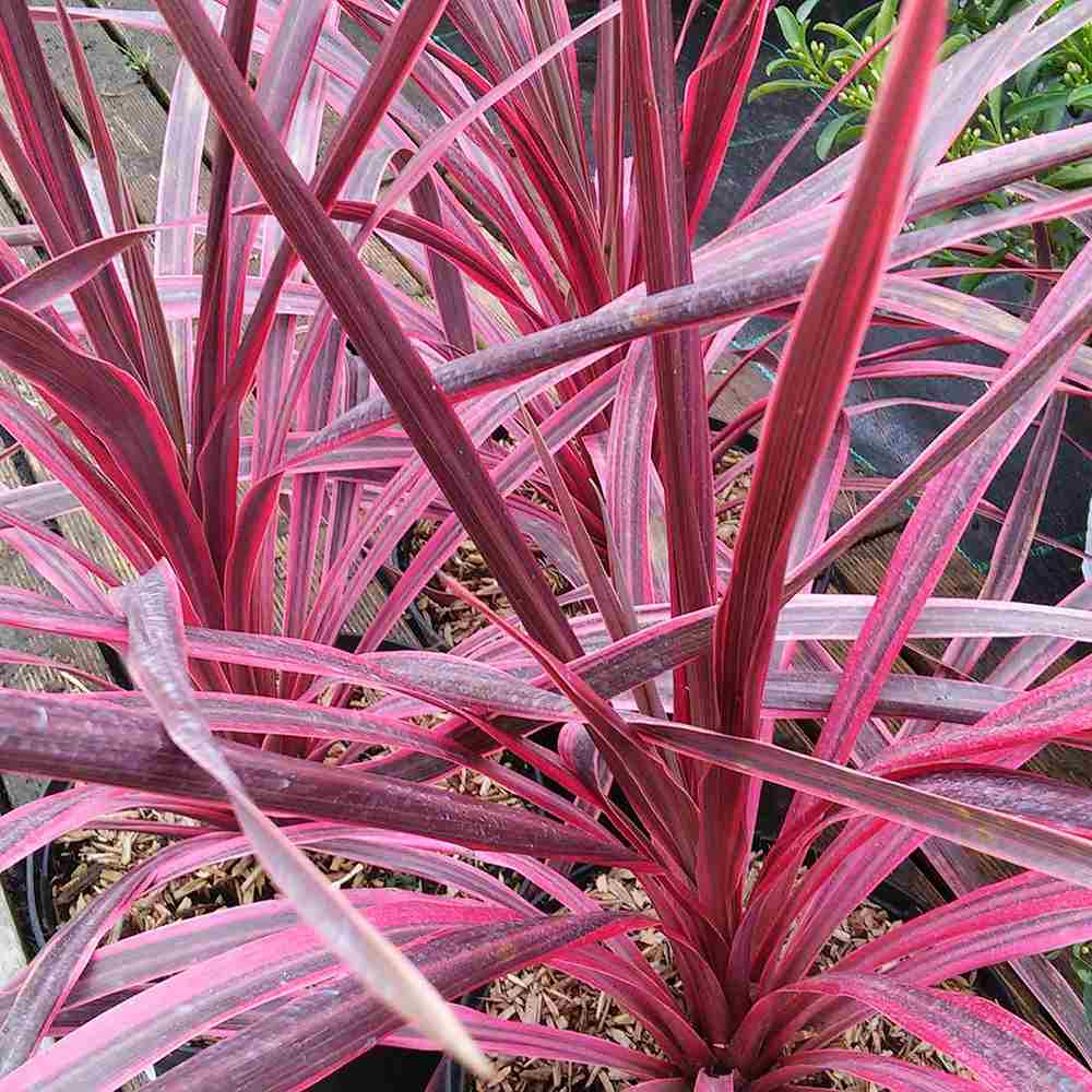 Cordyline Pink Passion, 50-60 cm, planta decorativa exotica cu frunze roz intens