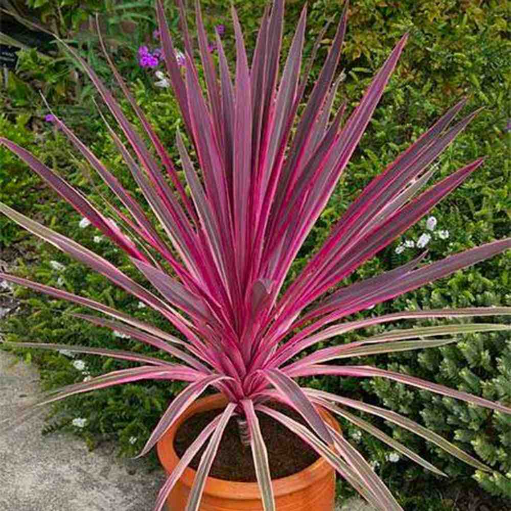 Cordyline Pink Passion, 50-60 cm, planta decorativa exotica cu frunze roz intens