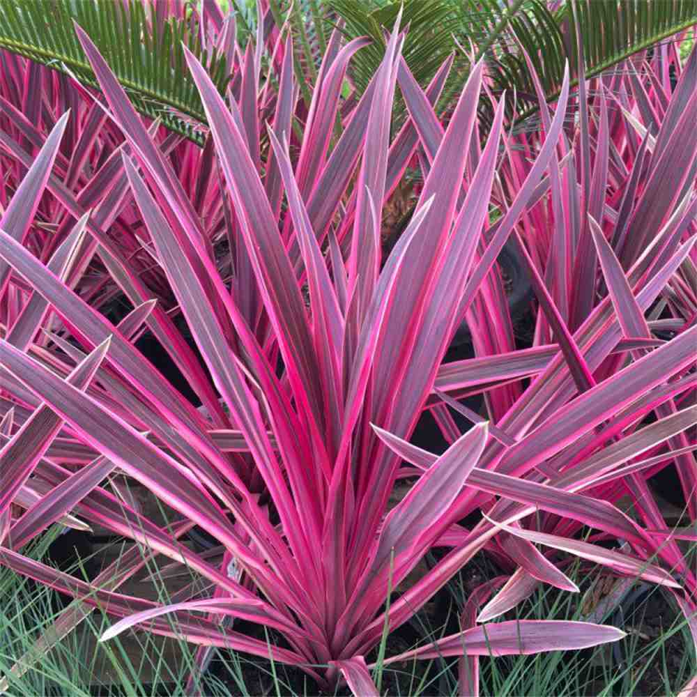 Cordyline Pink Passion, 50-60 cm, planta decorativa exotica cu frunze roz intens