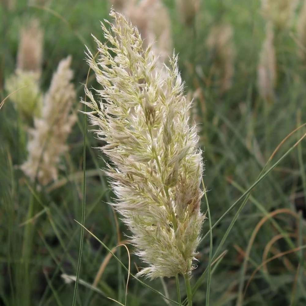 Iarba de Pampas Pitica (Cortaderia Tiny), iarba decorativa compacta cu spice argintii rezistenta la ger