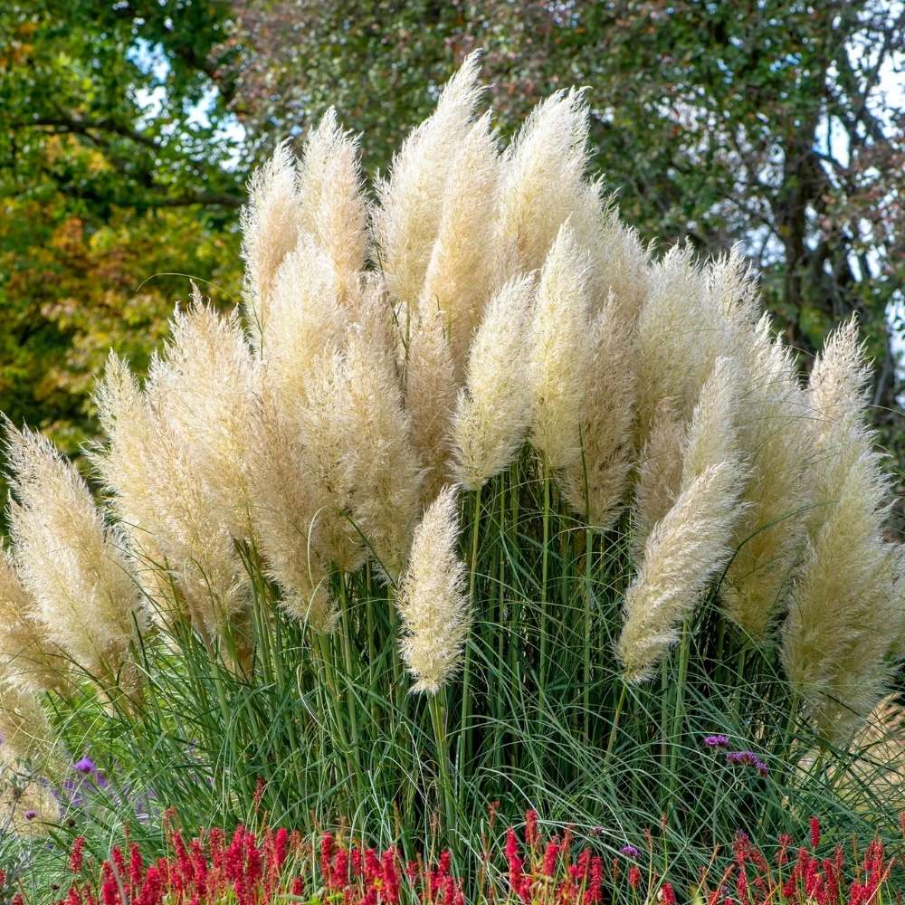 Iarba de Pampas Pitica (Cortaderia Tiny), iarba decorativa compacta cu spice argintii rezistenta la ger
