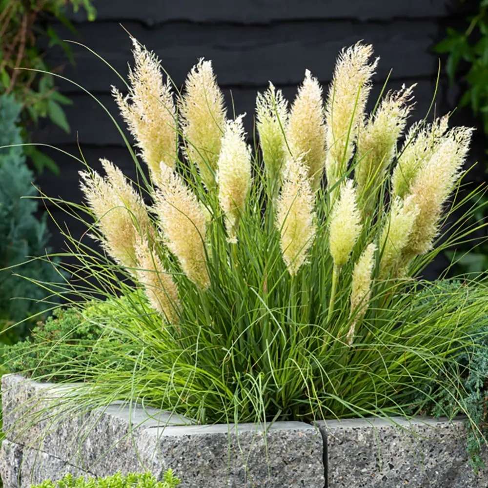 Iarba de Pampas Pitica (Cortaderia Tiny), iarba decorativa compacta cu spice argintii rezistenta la ger