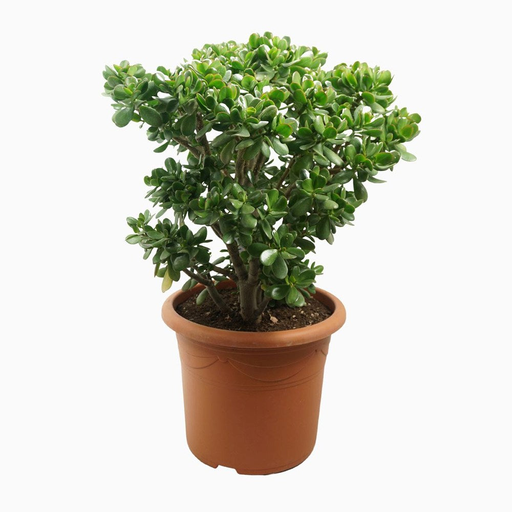 Arborele de Jad Norocos (Crassula Ovata), 60 cm, planta suculenta decorativa, usor de ingrijit