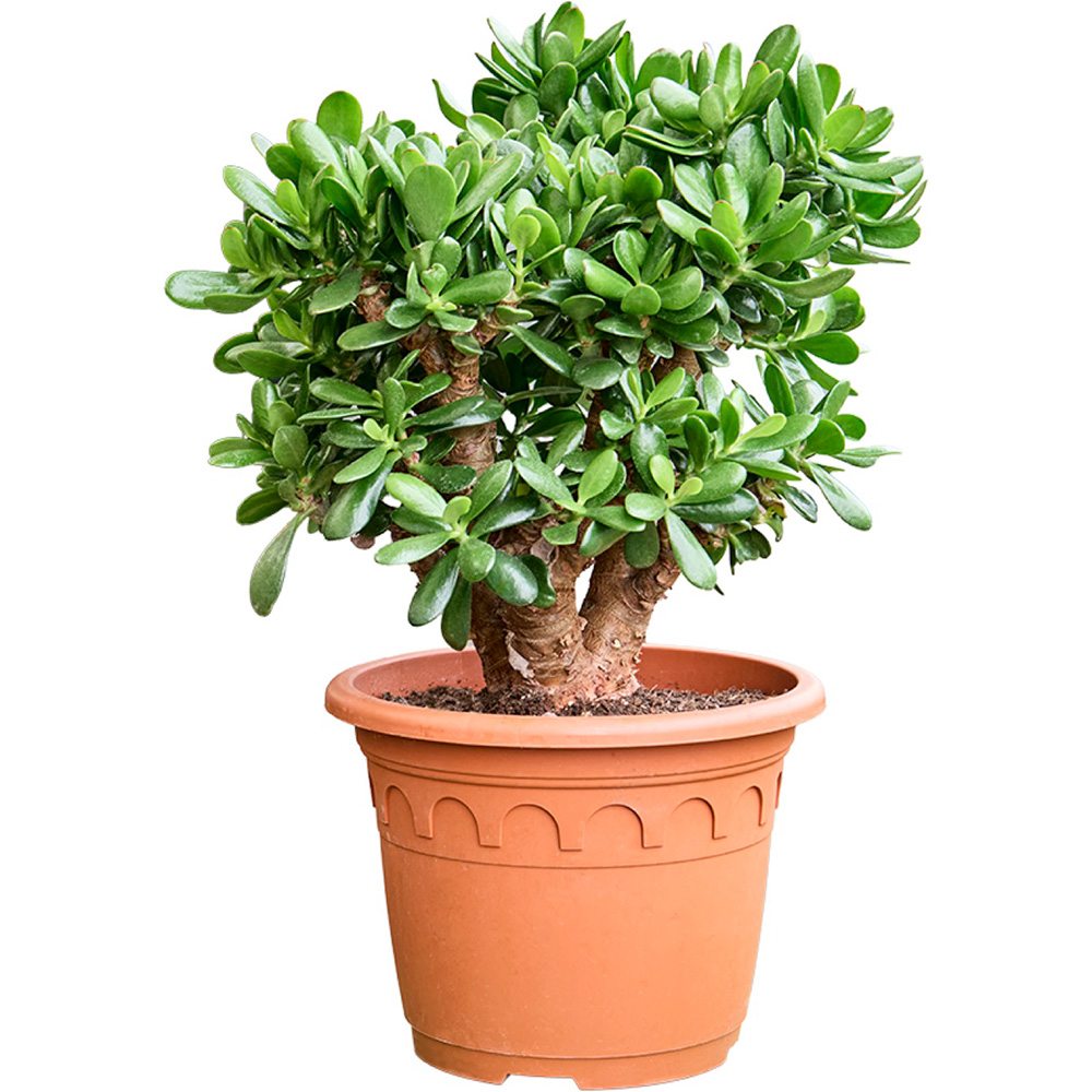Arborele de Jad Norocos (Crassula Ovata), 75 cm, planta suculenta decorativa, usor de ingrijit