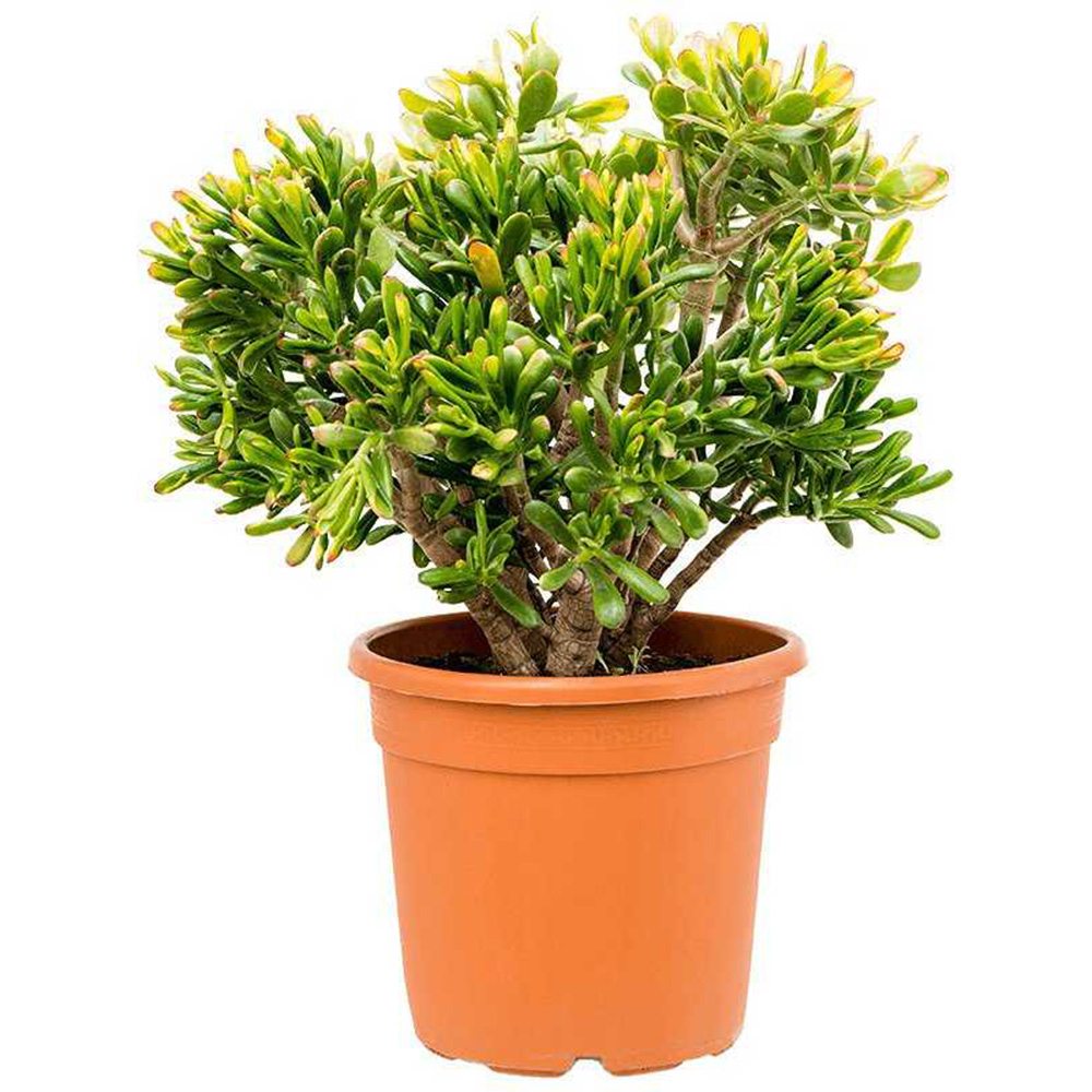 Arbore de Jad Norocos (Crassula ovata) Sunset, 70 cm tip copac, planta suculenta colorata, decorativ, usor de ingrijit