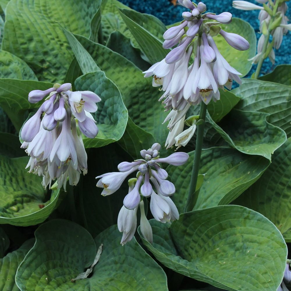 Crin de Toamna albastru (Hosta) Big Daddy