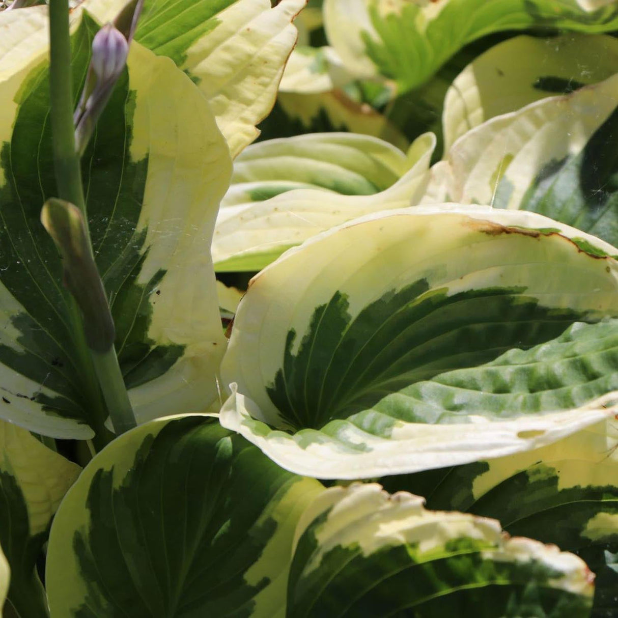 Crin de Toamna (Hosta) Brim Cup, cu frunzis de margini albe cu centru verde