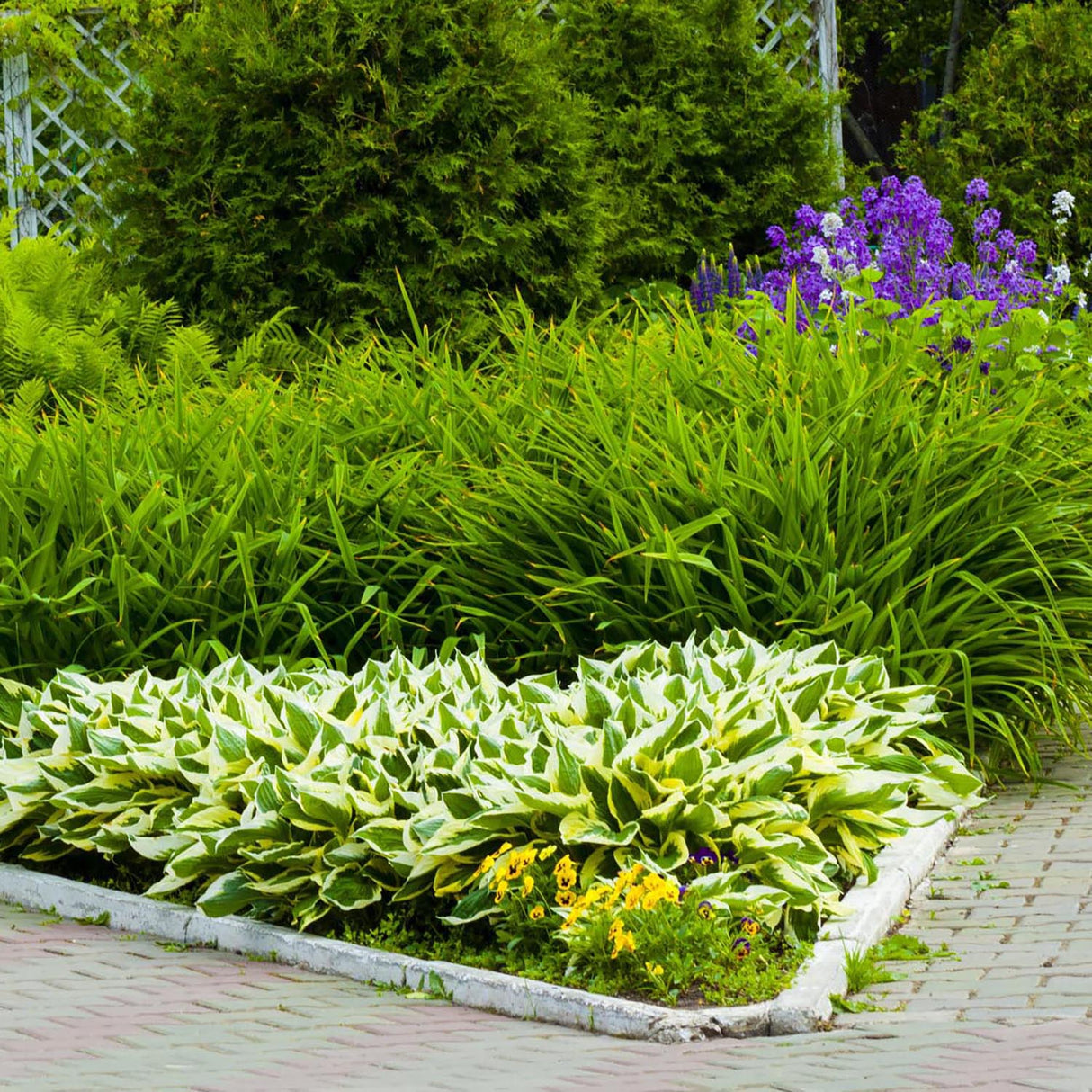 Crin de Toamna (Hosta) Brim Cup, cu frunzis de margini albe cu centru verde