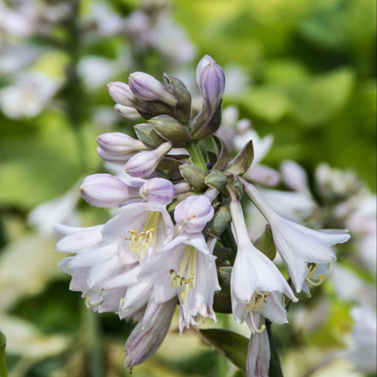 Crin de Toamna (Hosta) Brim Cup, cu frunzis de margini albe cu centru verde