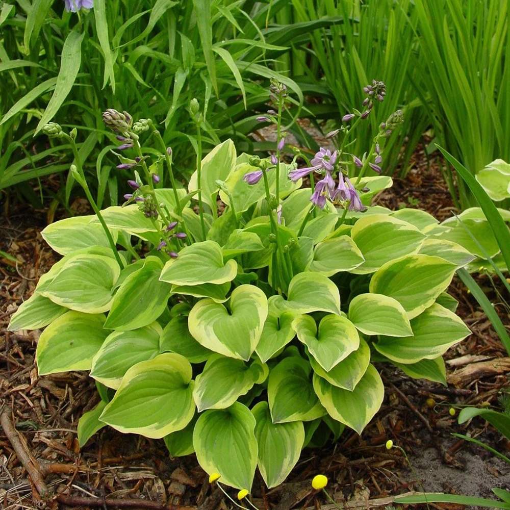 Crin de toamna (Hosta) Golden Tiara, cu frunze verzi si margini galbene