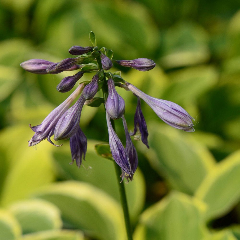 Crin de toamna (Hosta) Golden Tiara, cu frunze verzi si margini galbene