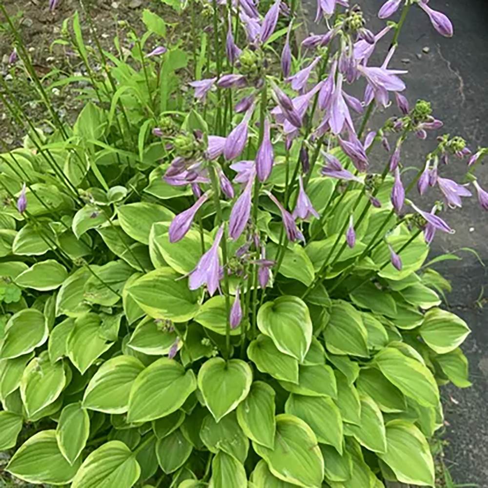 Crin de toamna (Hosta) Golden Tiara, cu frunze verzi si margini galbene