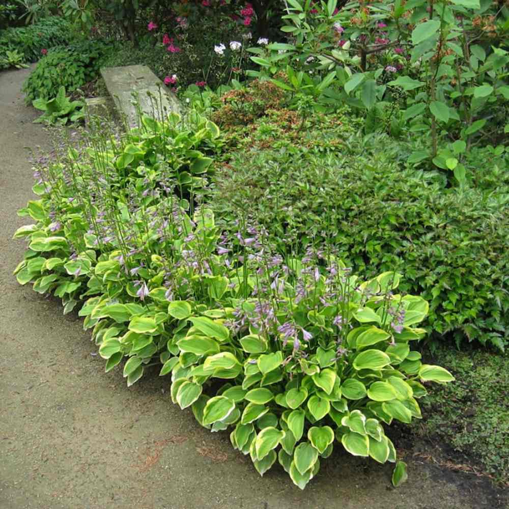 Crin de toamna (Hosta) Golden Tiara, cu frunze verzi si margini galbene