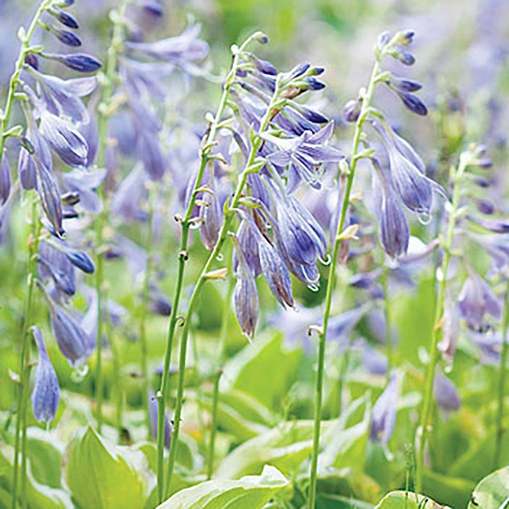 Crin de toamna (Hosta) Golden Tiara, cu frunze verzi si margini galbene