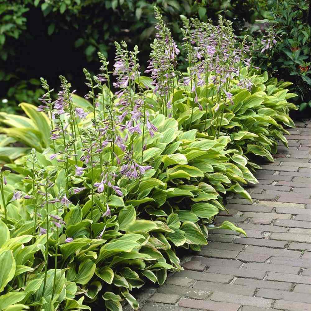 Crin de toamna (Hosta) Golden Tiara, cu frunze verzi si margini galbene