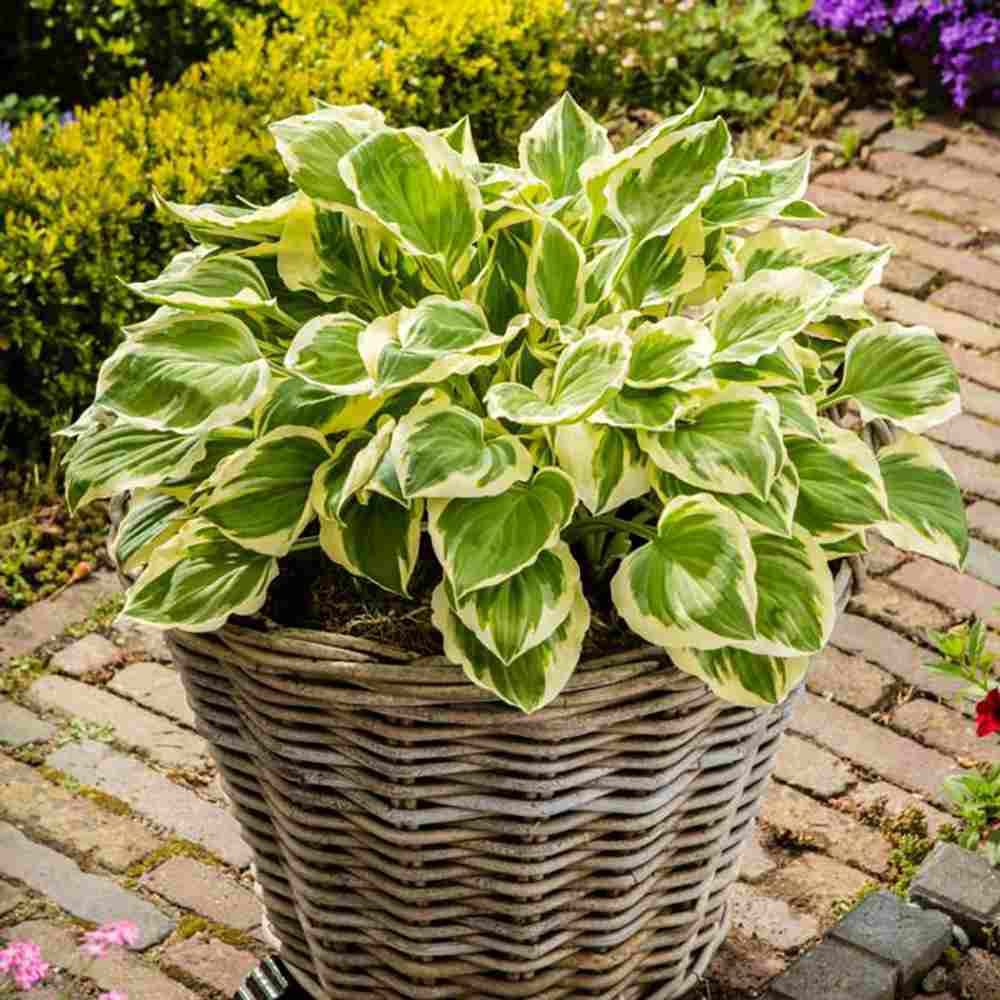 Crin de toamna (Hosta) Golden Tiara, cu frunze verzi si margini galbene