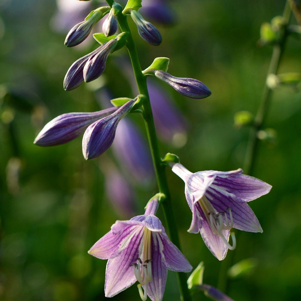Crin de toamna (Hosta) Golden Tiara, cu frunze verzi si margini galbene