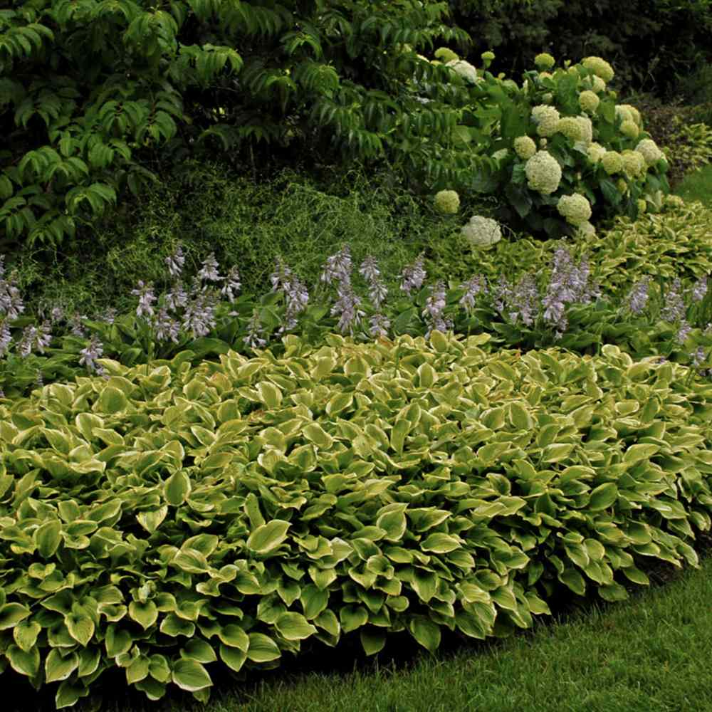 Crin de toamna (Hosta) Golden Tiara, cu frunze verzi si margini galbene