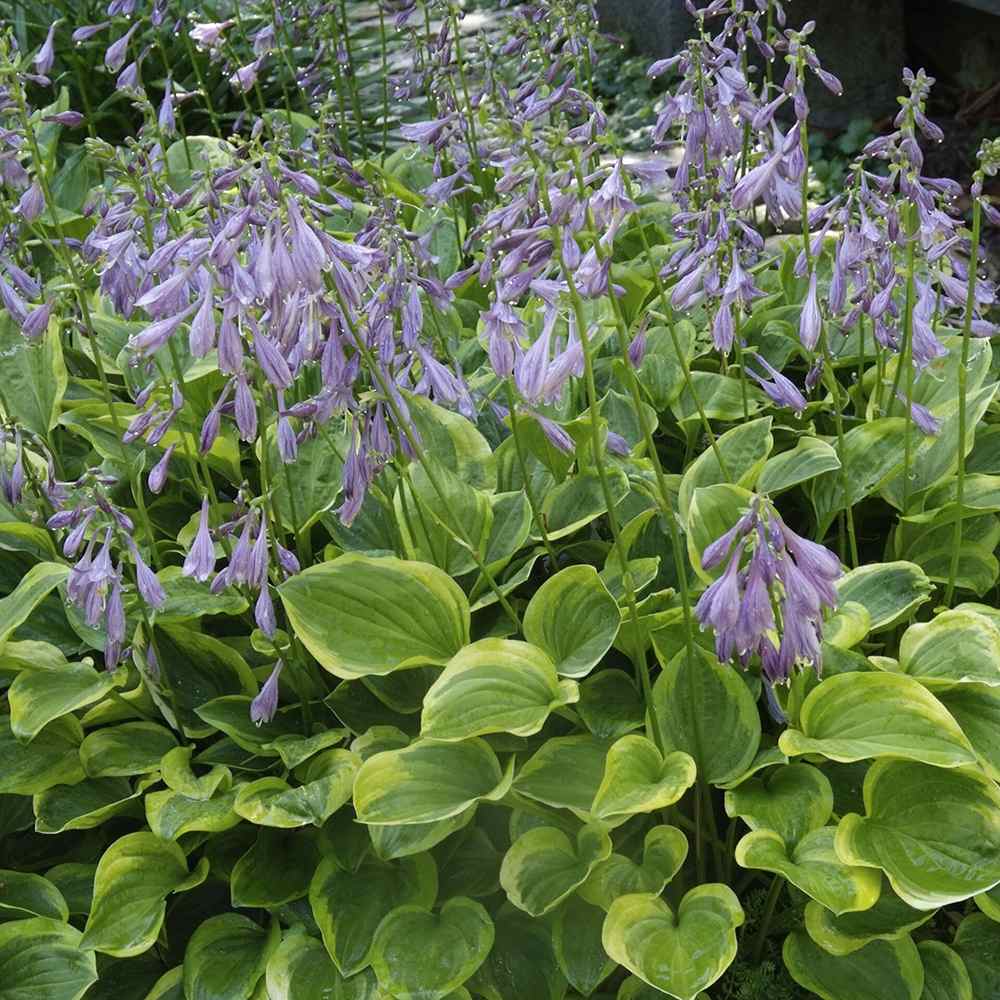 Crin de toamna (Hosta) Golden Tiara, cu frunze verzi si margini galbene