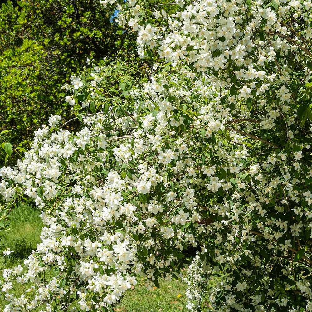 Iasomie de gradina (Virginal Philadelphus), flori albe duble parfumate , arbust decorativ, rezistent la ger