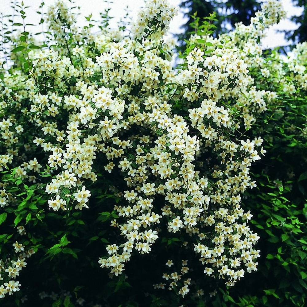 Iasomie de gradina (Virginal Philadelphus), flori albe duble parfumate , arbust decorativ, rezistent la ger