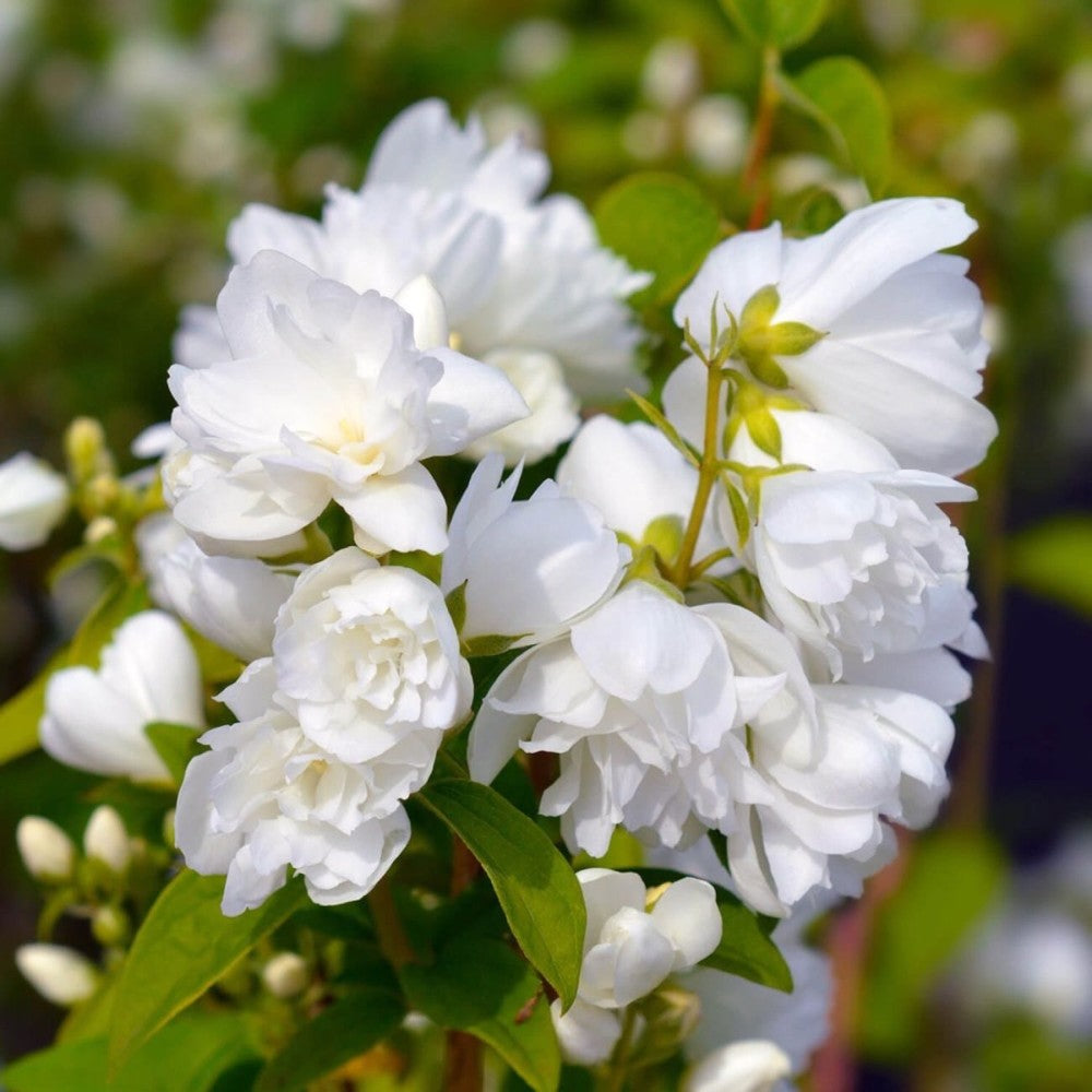 Lamaita Virginal (Iasomie de gradina) Philadelphus, arbust flori albe duble, cu parfum de iasomie si floare de portocal