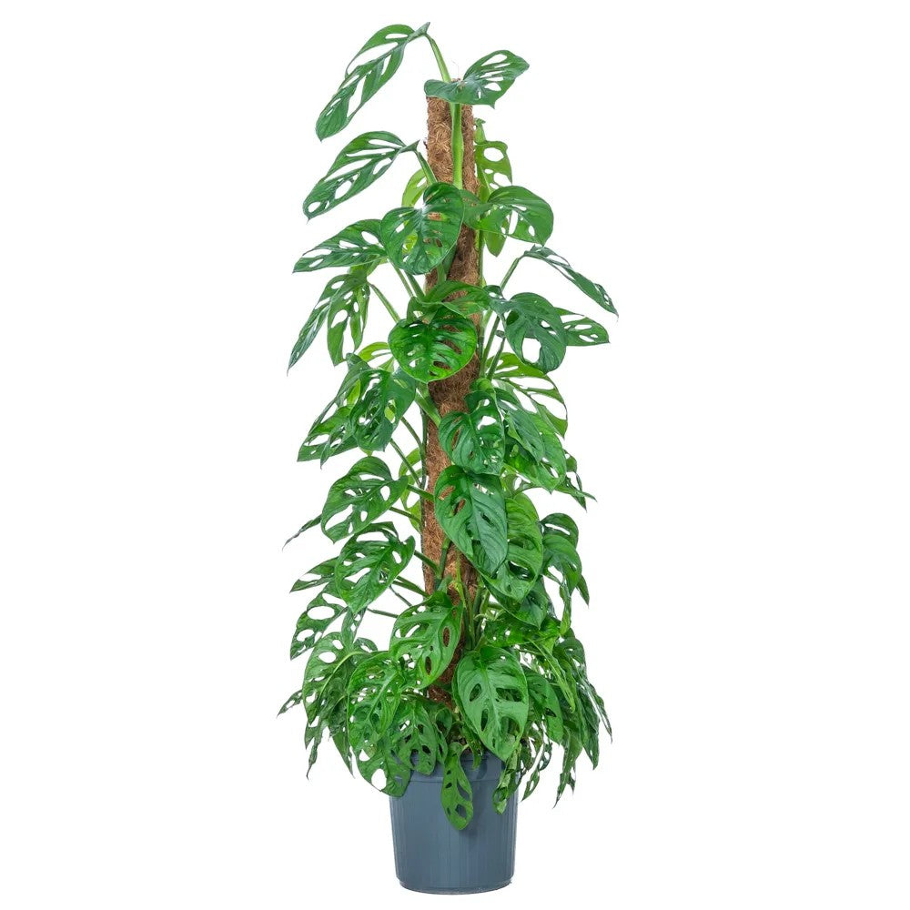 Planta de interior Monstera Obliqua, 160 cm, specie rara cu frunze perforate, aspect exotic si elegant, pe suport