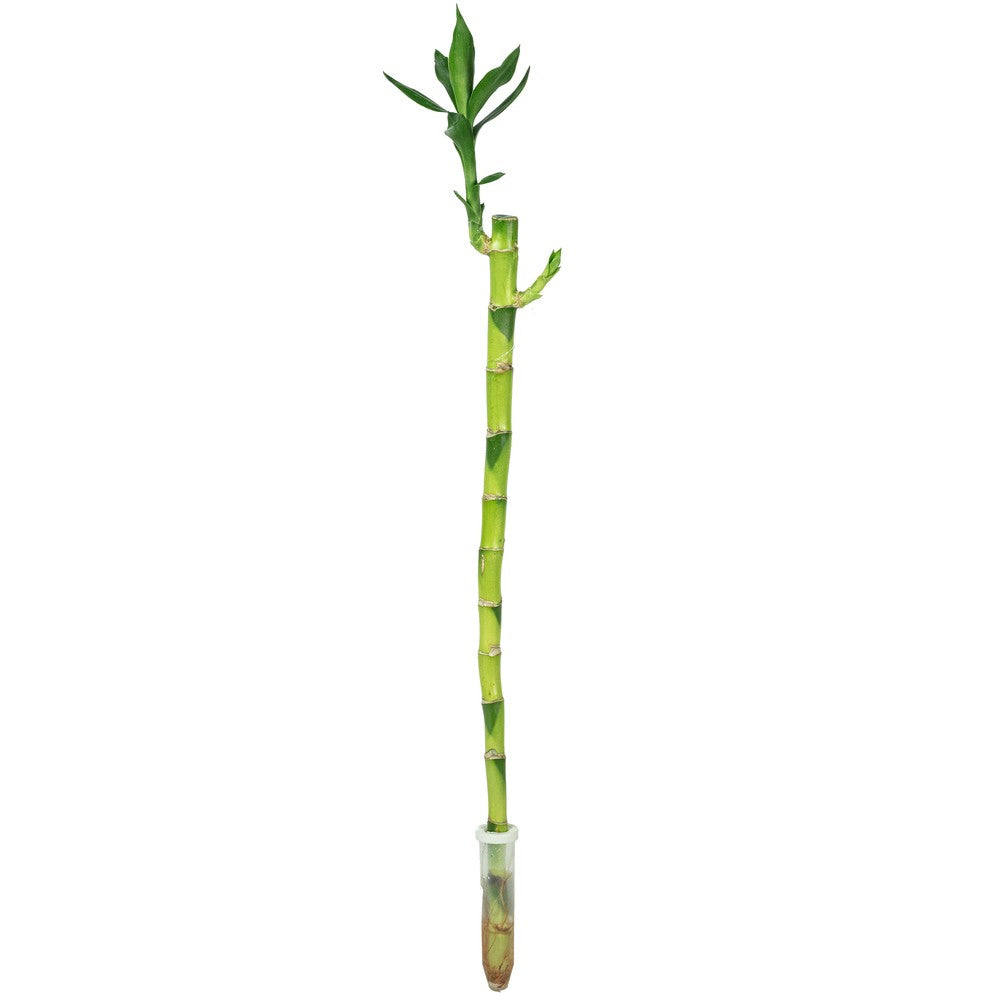 Bambus cu tulpina dreapta Lucky/Norocos, 50 cm, planta decorativa de interior Feng Shui, usor de ingrijit, simbol al norocului