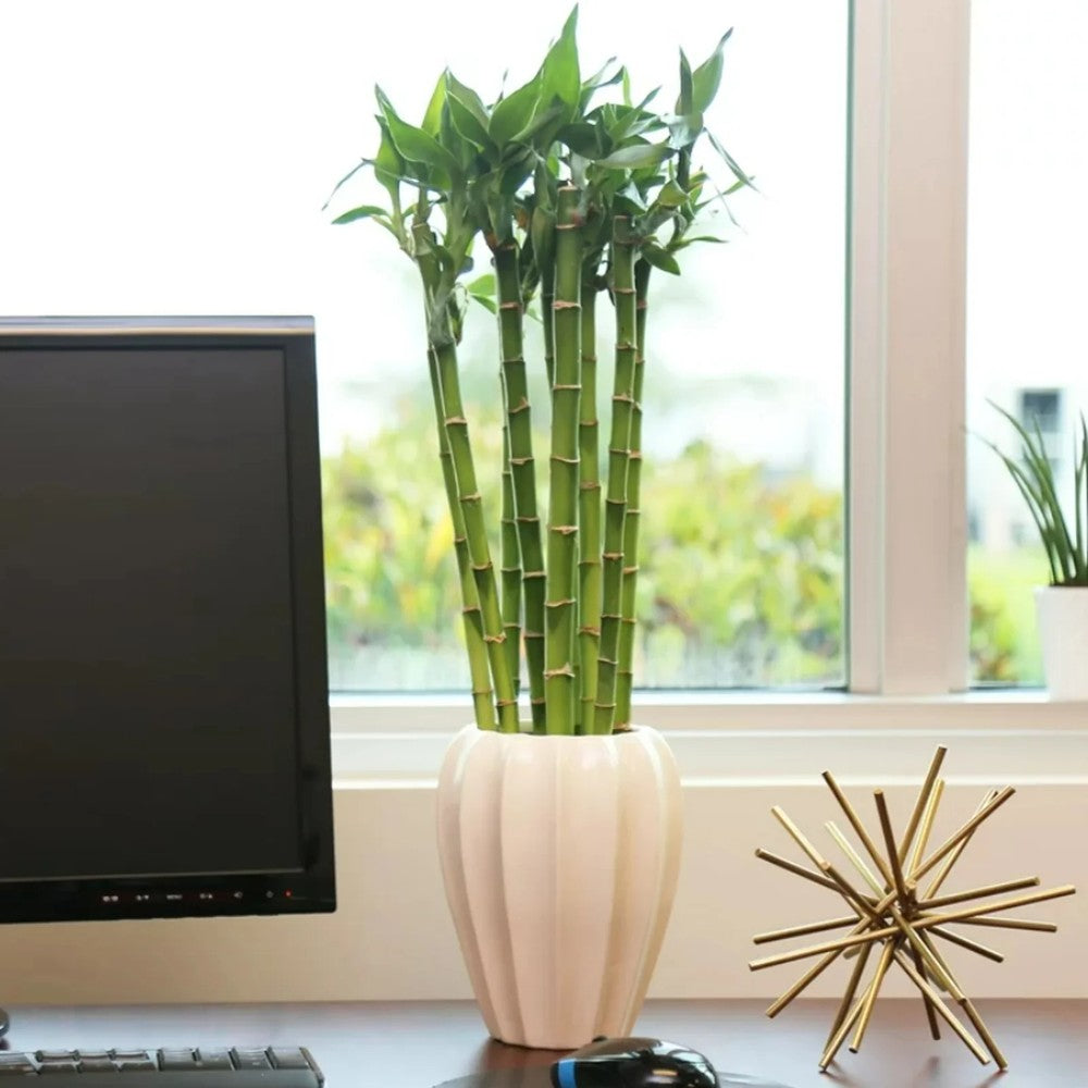 Bambus cu tulpina dreapta Lucky/Norocos, 50 cm, planta decorativa de interior Feng Shui, usor de ingrijit, simbol al norocului