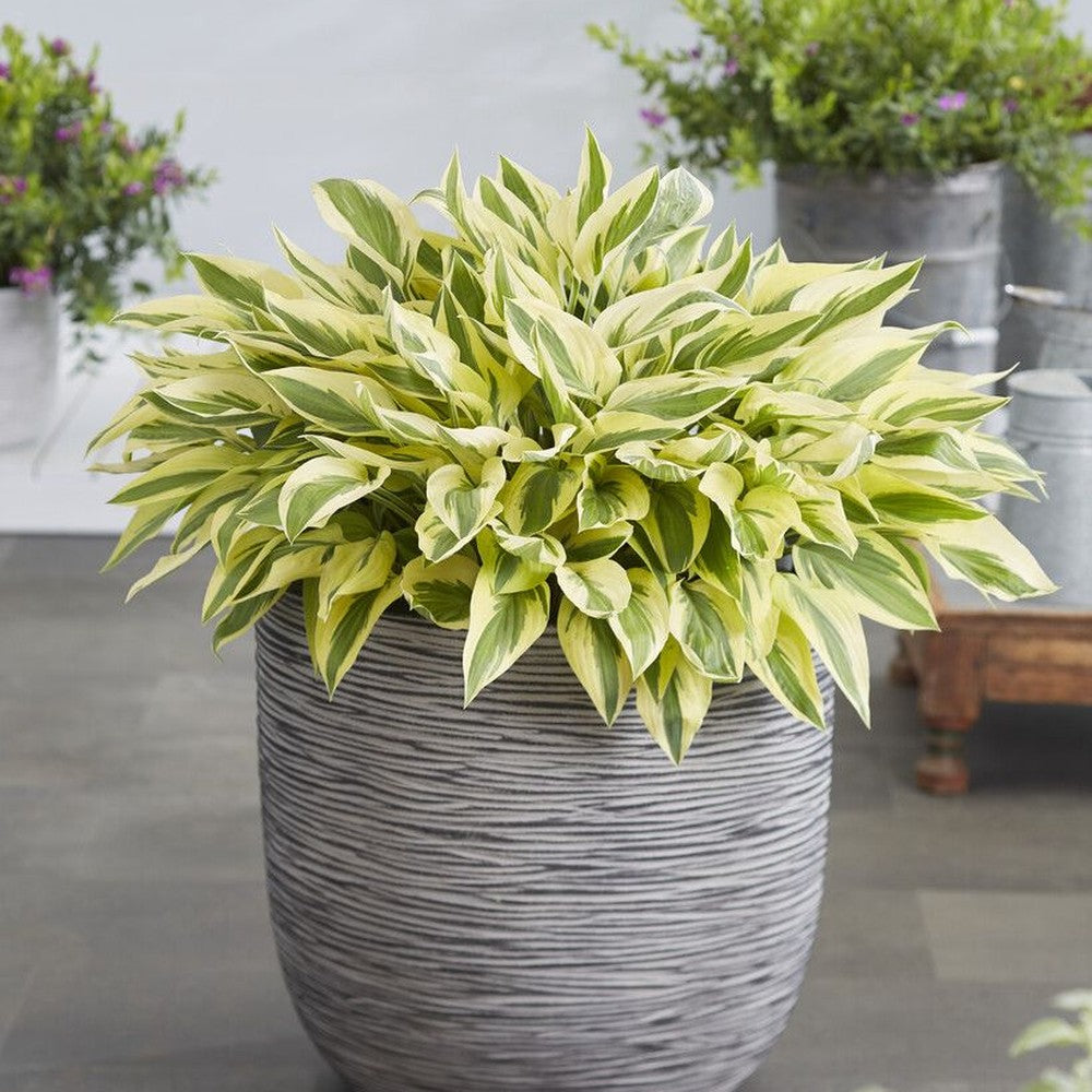 Crin de Toamna Bobcat (Hosta), frunzis spectaculos mari, planta perena pentru umbra si semiumbra