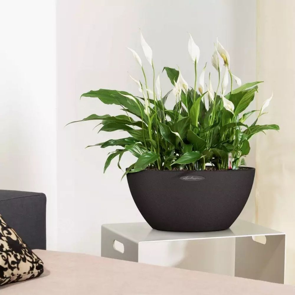 Ghiveci Auto-Irigant Lechuza Cubeto Stone 40 11,5 l, efect piatra neagra, sistem de autoirigare, insert detasabil, strat de drenaj