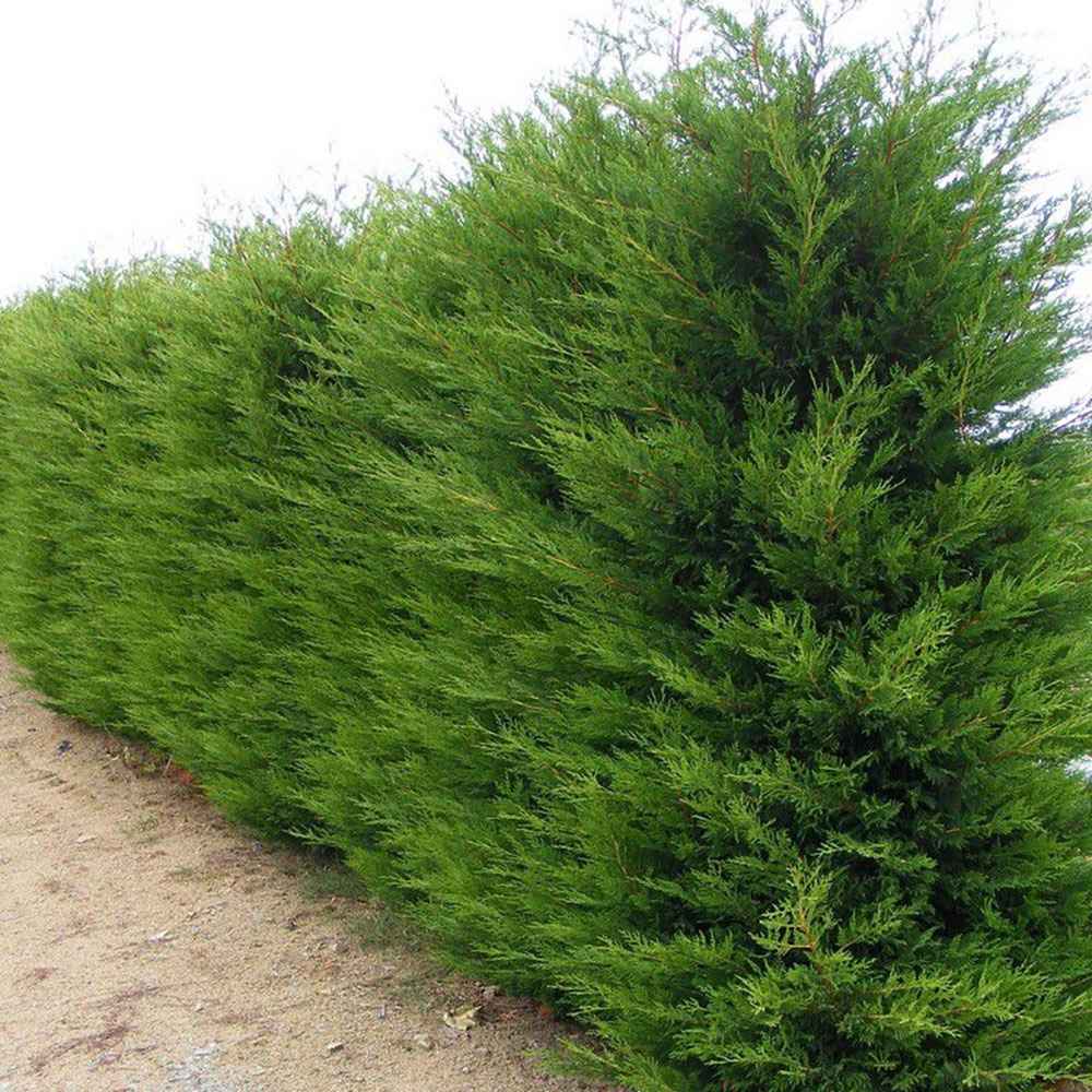 Chiparos Leylandii,  gard viu rapid vesnic verde, crestere rapida, conifer foare rezistent la boli