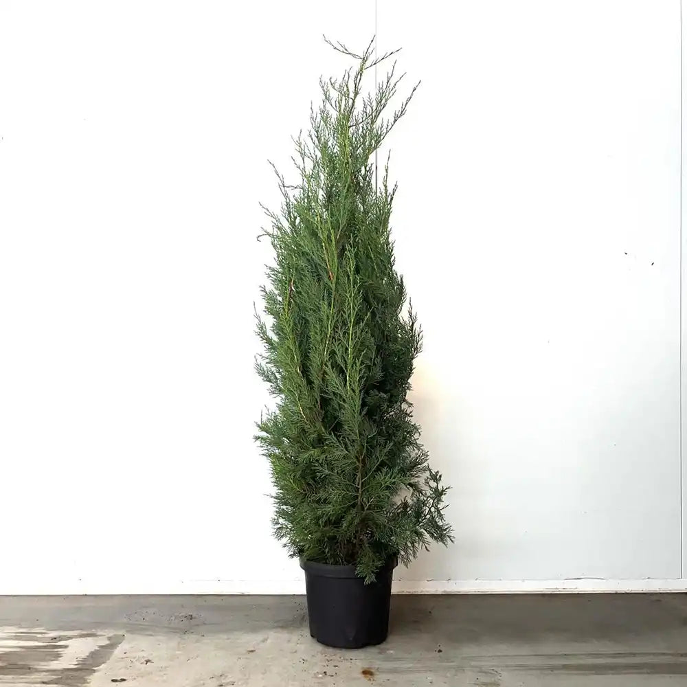PROMO 4 bucati la 189.9 Lei/bucata, Chiparos Leylandii Stalp de Gheata, gard viu vesnic verde