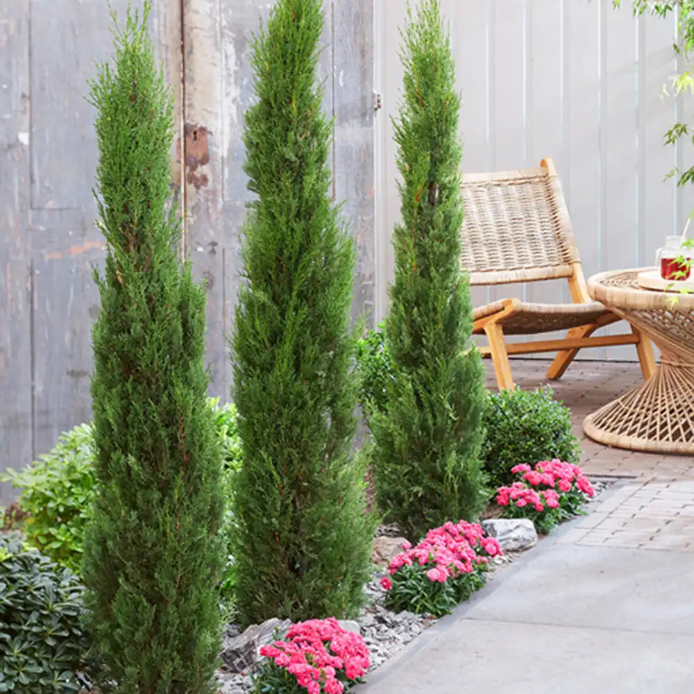 Chiparos Italian (Cupressus sempervirens Pyramidalis), columnar, rezistent, verde intens, crestere rapida