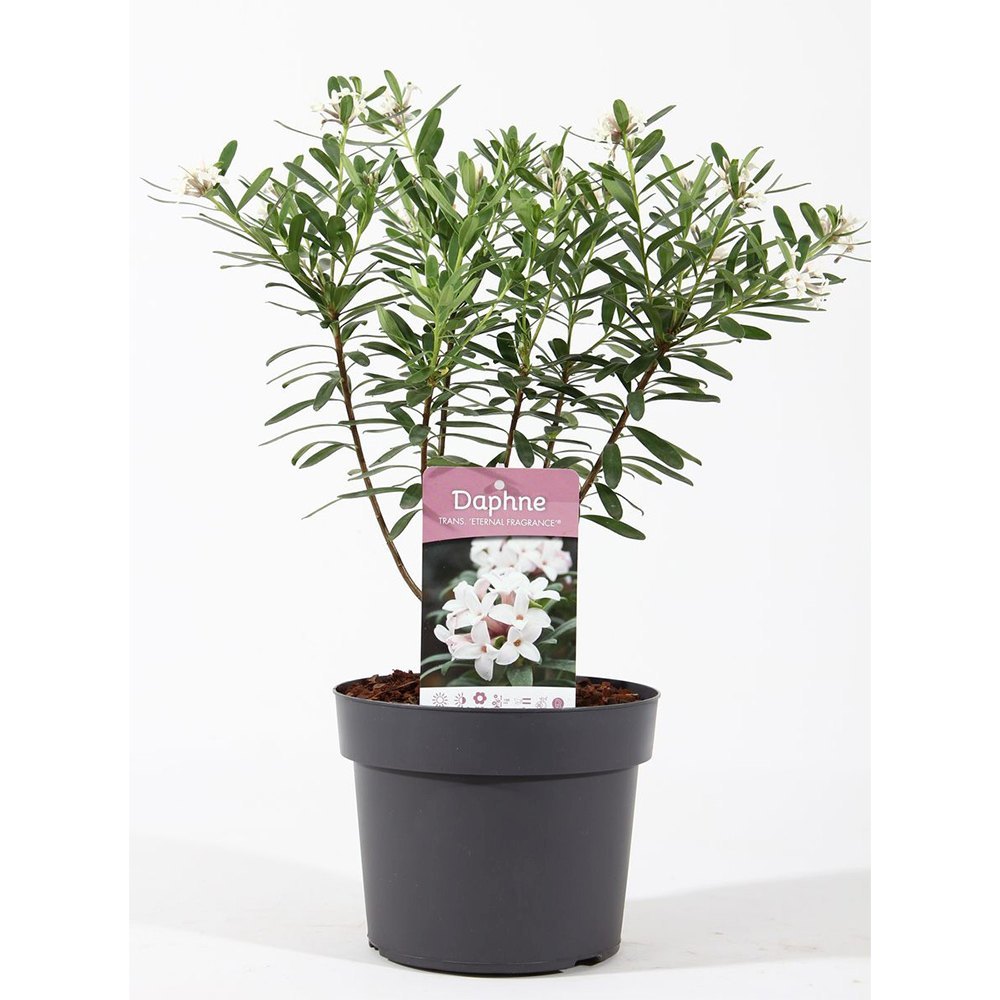 Daphne Sweetheart, Printesa parfumului, cel mai parfumat arbust vesnic verde din lume, flori roz intens