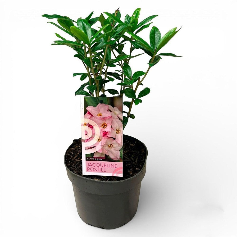 Daphne Jacqueline Postill, Daphne Jacqueline Postill, arbust parfumat vesnic verde cu flori roz si albe, inflorire timpurie