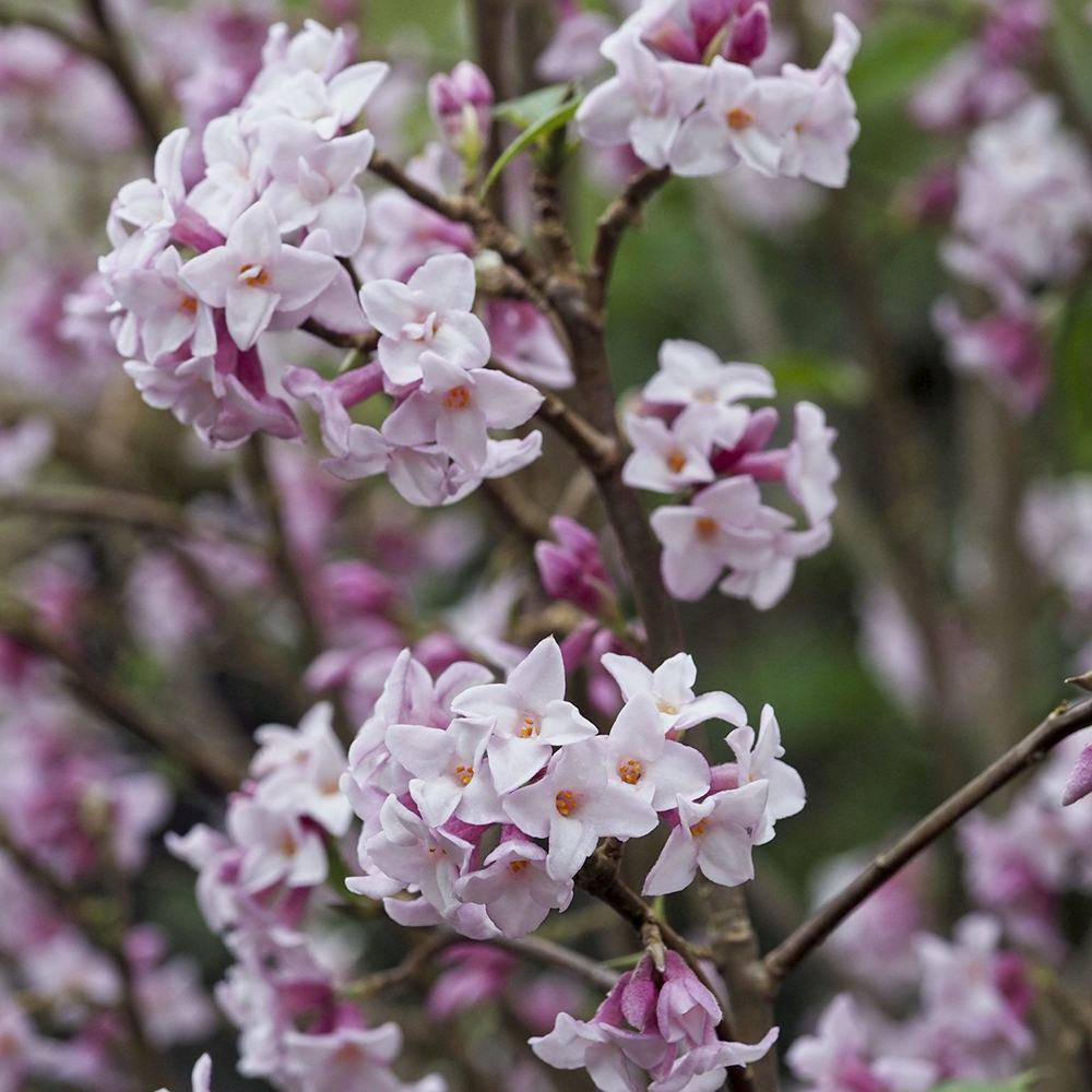 Daphne Jacqueline Postill, Daphne Jacqueline Postill, arbust parfumat vesnic verde cu flori roz si albe, inflorire timpurie