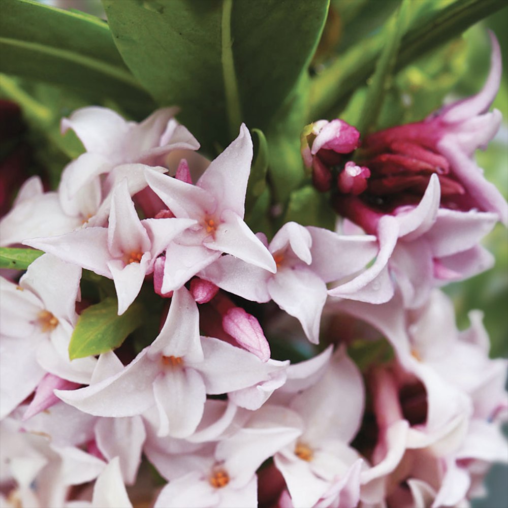 Daphne Perfume Princess, Printesa parfumului, cel mai parfumat arbust din lume, flori roz-pal